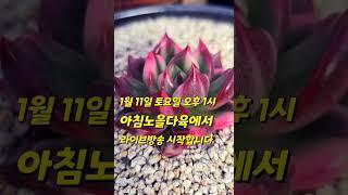#오늘 #오후 1시 #아침노을다육에서 #라이브방송 #시작합니다 #놀러오세요 #특별한 날 #이뱅 #빵빵합니다 #놀라실거에요 ㅎ