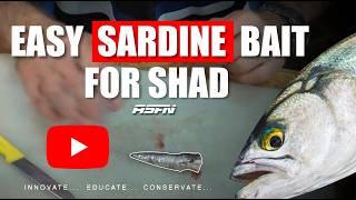 Basic Shad Bait!!! | Easy Sardine Bait Bluefish/Elf/Tailor | ASFN Baits & Traces