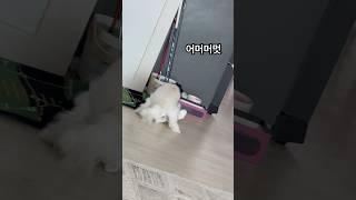 얌전한 강아지의 붕가붕가 행동 #dog #funny #하이배추 #shorts