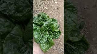 Baby dakota | Nai bai #shorts #gardening #garden #harvest #harvesting #asiancuisine #green #healthy
