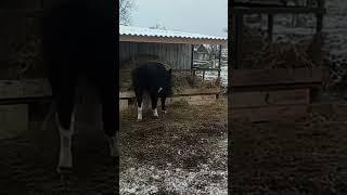 Свободная жизнь коров и быков которых не убивают. #bull #cowvideos #cows #cowlife #коровы #ферма