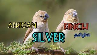 African Silver Finch|Exotic Silver Bill|Capitive Breeding|Good parental bird|Farm setup