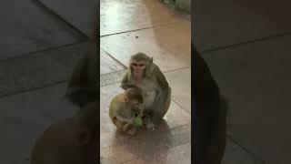 Monkey  #monkey #monkeys #shorts  #viral #delhi #short #india
