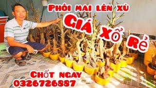 Phôi mai giảo đẹp lên xù giá rẻ 2/11 #aSự0326726887 |MaivàngThanhTâm