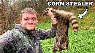 I Trapped the Racoons Stealing All My Deer Corn