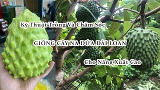 Giống Na Dứa Đài Loan/ 0822327226 - 0386688007