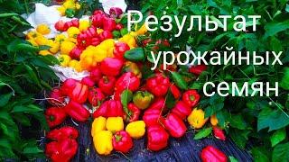 Сладкий перец !!! Секреты выращивания . Как вырастить огромные плоды!