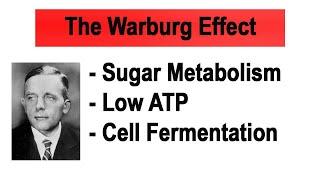 The Warburg Effect explained in 3 Minutes