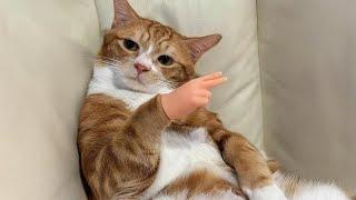 Most hilarious Orange CATS that will make you LAUGH! Best CAT VIDEOS 2024