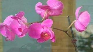 Get Your Orchid to Rebloom