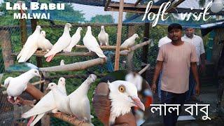 Lalbabu Malwai Pigeon Loft Visit  at Suryapur , South 24 Parganas - 9903694171