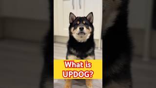 What’s Updog? #cutenessoverload