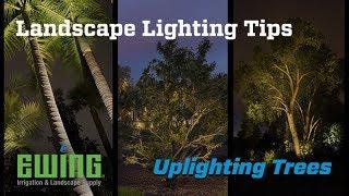 Landscape Lighting Tips - Uplighting Trees