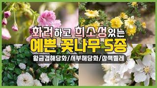 화려하고 희소성있는 꽃나무 5가지를 소개해드립니다 시중에서 구하기 힘든 품종들로 골라보았습니다 황금겹해당화 #해당화 #작약 #정원꾸미기