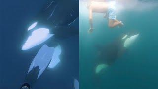 Diver Has Breathtaking Encounter With Pod Of Playful Orcas