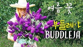 Charming Buddleja Varieties  Easy-to-Grow Blooms for a Fragrant Garden & Floral Design Inspiration