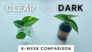 Water Propagation in Clear vs Dark Vessels: 8 Week Comparison for Golden Pothos Cutting Root Growth