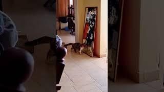 Когда узнал, что есть другие коты во вселенной #смешно #юмор #кошки #cat #animals #кот #смешныекошки