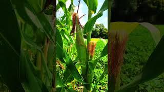 corn  growing solam tree farming #corn #solam #nature #farming #agriculture #4k #hd