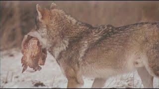 Naturkunde-Museum Bamberg: Wer ist der Wolf - Folge 5: Gefundenes Fressen