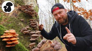 Mushroom picking between the years | It's worth it now!