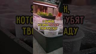 5 ошибок, которые погубят твою рассаду