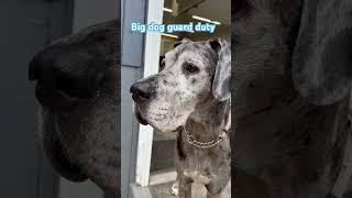 Stella protects the speed secrets! #shopdog #greatdane #dog #racecar #sprintcar #dirttrackracing