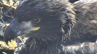 SC - Zooming In on the Eaglets