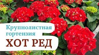 Крупнолистная гортензия ХОТ РЕД