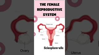 The female reproductive system.Easy explanation of female reproductive system. #science #shorts .