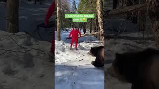 Man Nutmegs A Wild Bear  | Metro Sport