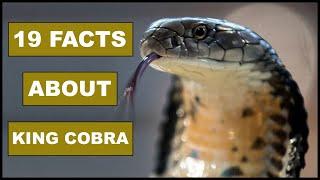 19 Awesome Facts About KING COBRA | Animal Globe