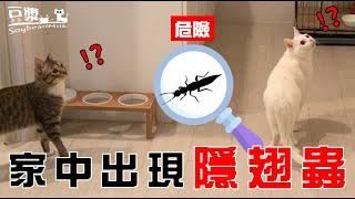 [Soybean Milk Cat] So scared!! Jun Rong almost ate paederus