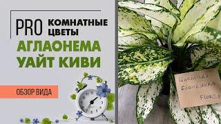 Аглаонема Уайт  Киви - нарядное пестрое комнатное растение | Как ухаживать за аглаонемой