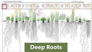 Why Native Plants? Who, what, where, when, why, and how of native plants - April 2025