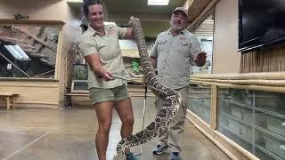 Handling a Venomous Snake for the First Time