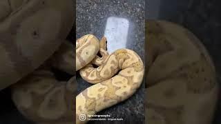  ️ #ballpython #reptile #snake