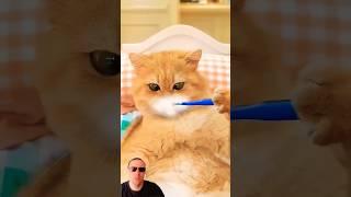 котик грається #кішка #кошеня #смішний котик грає #cat #веселыекоты #прикольныекоты #kit #cute #кот