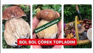 MANTAR AVIMIN BİR GÜNÜ  12 TEMMUZ 2020 YAZ ÇÖREK MANTARI (Boletus reticulatus)