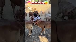 Nadipathy Nano cow shortest cows breed below 2 feet height #youtube #viral #reels #miniature #trend