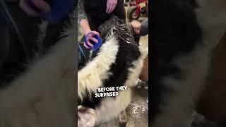 They surprised their mom with a mini cow 