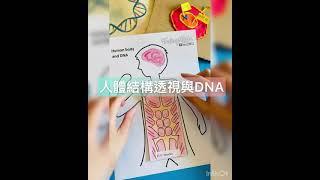 手作系列：認識人體結構與DNA