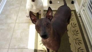 Xoloitzcuintli