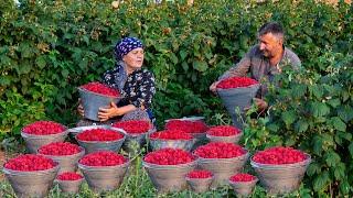 Harvesting Organic Raspberries and Winter Prep: Stocking Up for the Cold Months