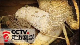 《走近科学》 20100808 墓地里的"人参" | CCTV走近科学官方频道