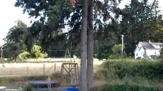 Tree Jump into Lake