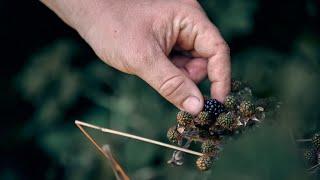 Spis naturen på din Vandretur // på sanketur efter naturens spiselige urter, Vild mad