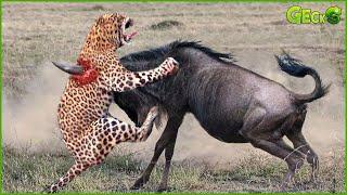 35 Moments When Predators Choose the Wrong Opponent | Animal Fight