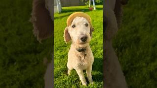 Respect power banana #buddy #dog #dogbreed #goldendoodle  #dogball #funny #@Buddyandhisbesties