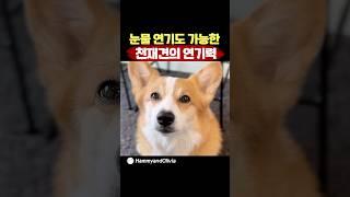 강아지 연기력이 무슨 백상예술대상급임